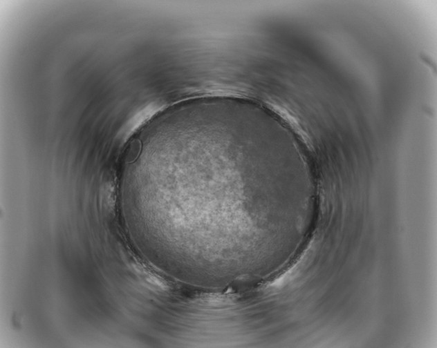 X0000096221163200801251050