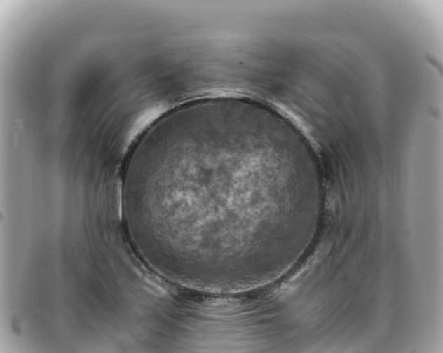 X0000096221171200801251050