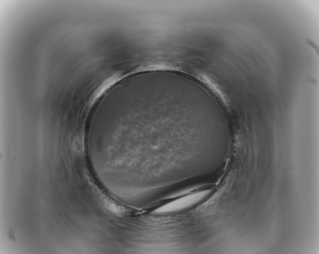 X0000096221173200801251050