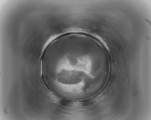 X0000096221175200801251050