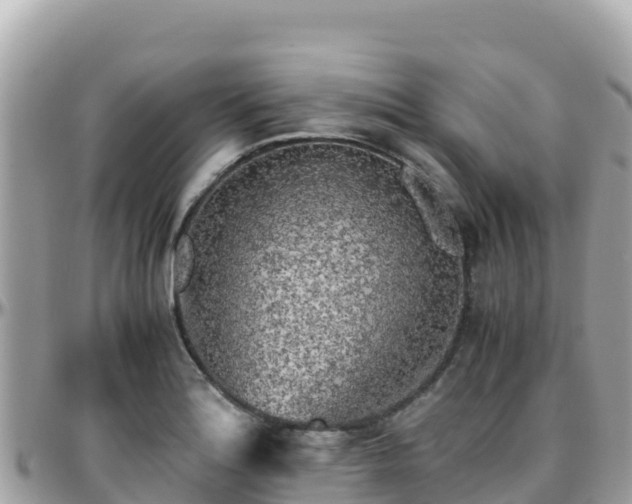 X0000096221180200801251050