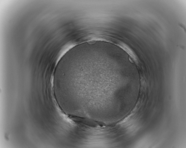 X0000096221198200801251050