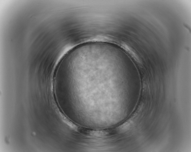 X0000096221232200801251049