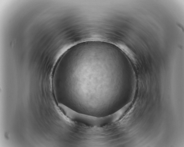 X0000096221238200801251049