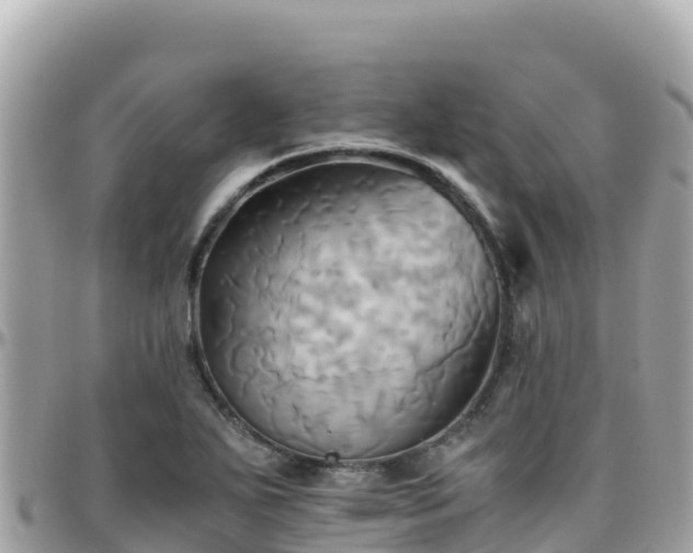 X0000096221271200801251049