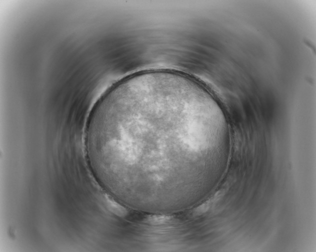 X0000096221278200801251048