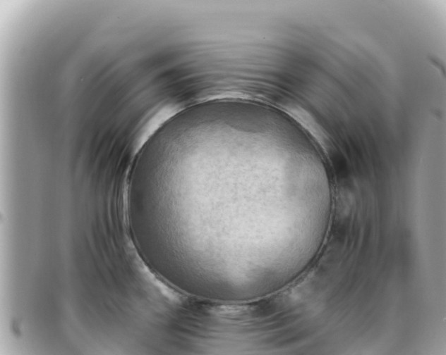 X0000096221290200801251048