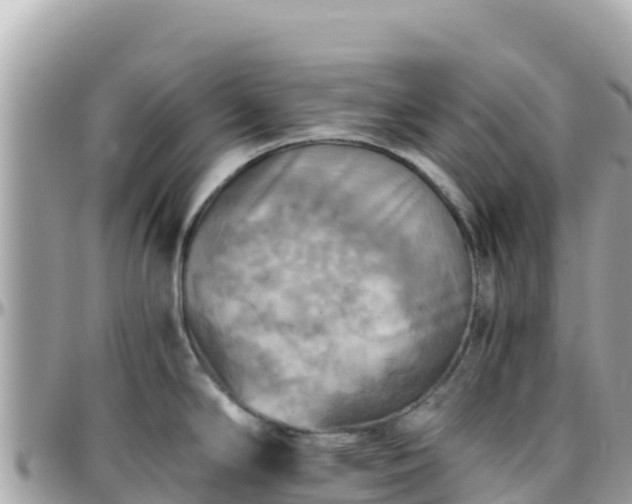 X0000096221294200801251048