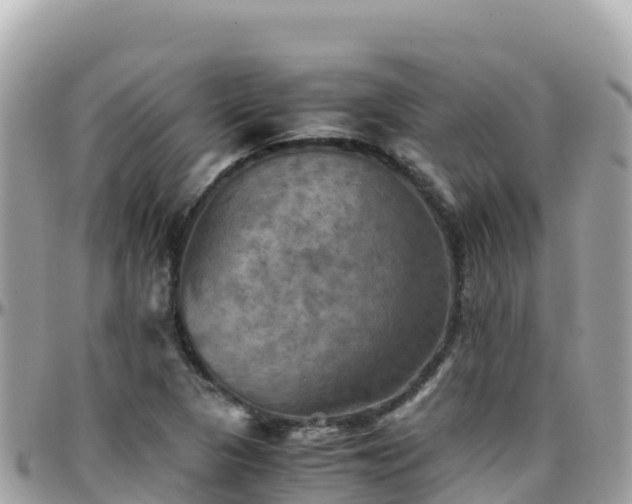 X0000096221313200801251048