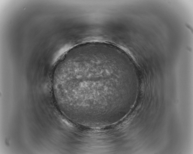 X0000096221359200801251047