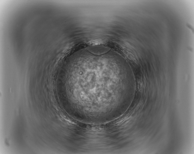 X0000096221393200801251046