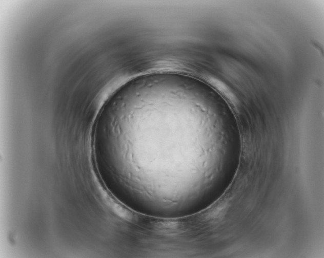 X0000096221431200801251047