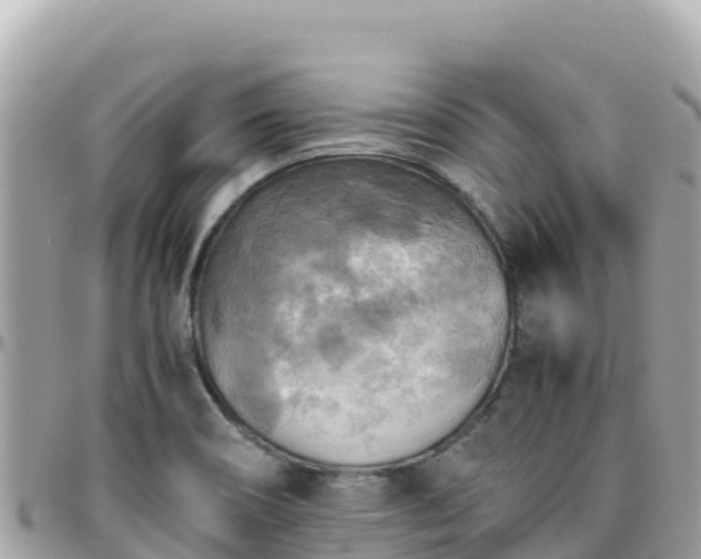 X0000096221466200801251046