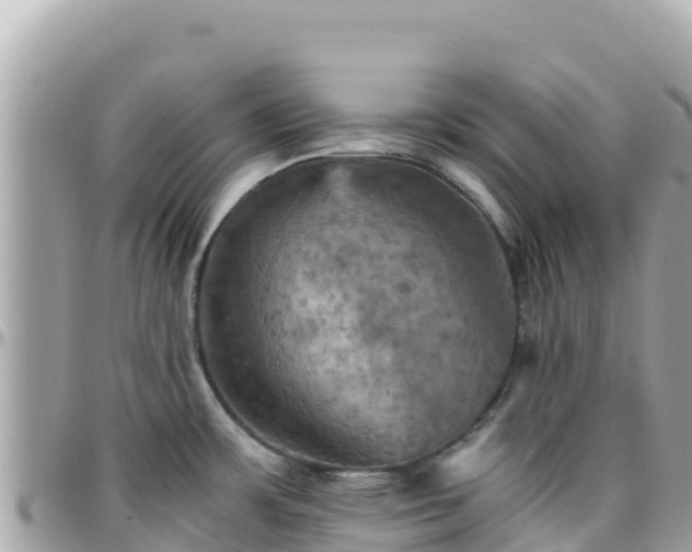 X0000096221483200801251046