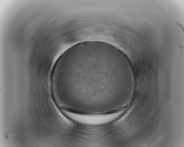 X0000096221517200801251045