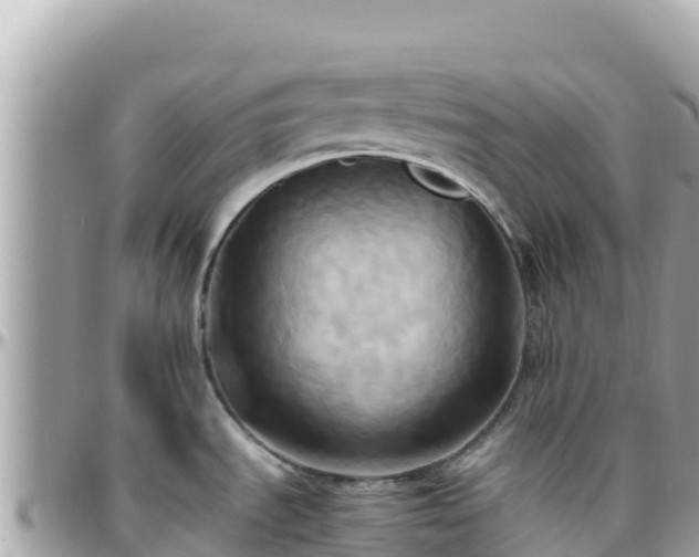 X0000096221535200801251045