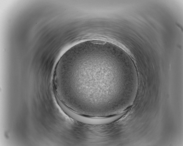 X0000096221536200801251045