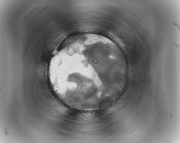 X0000096220065200802011352