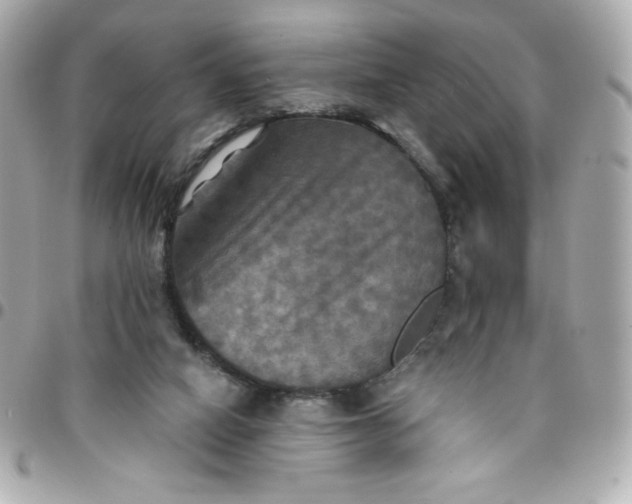 X0000096220066200802011352