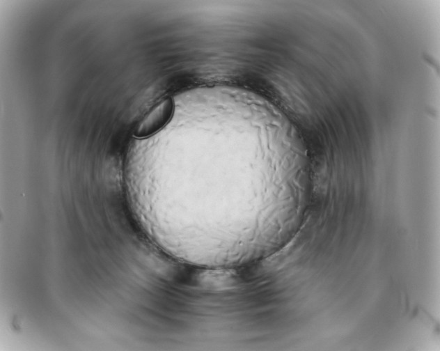 X0000096220179200802011351