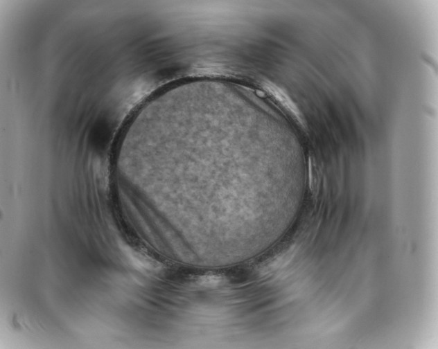 X0000096220204200802011350