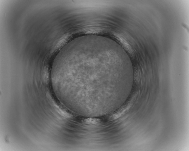 X0000096220261200802011349