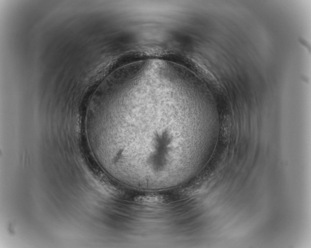 X0000096220639200802011344