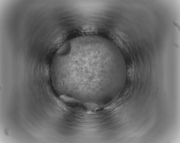 X0000096220662200802011344