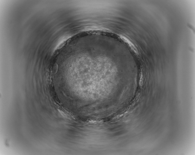 X0000096220775200802011342