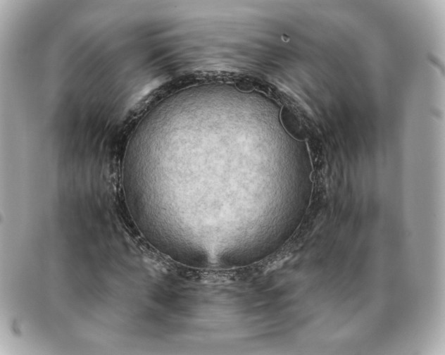 X0000096220870200802011341