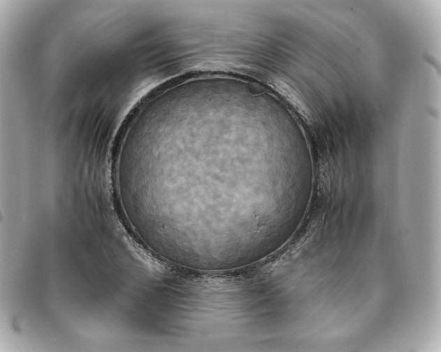 X0000096220976200802011339