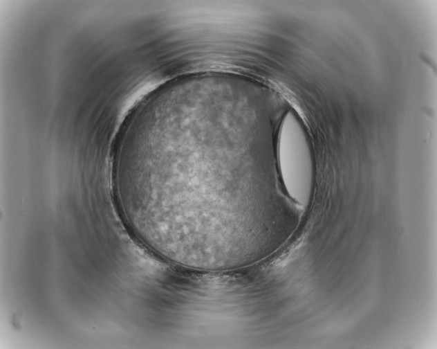 X0000096220987200802011339