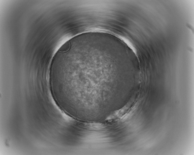 X0000096221007200802011339