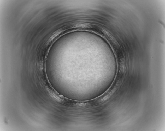 X0000096221017200802011338