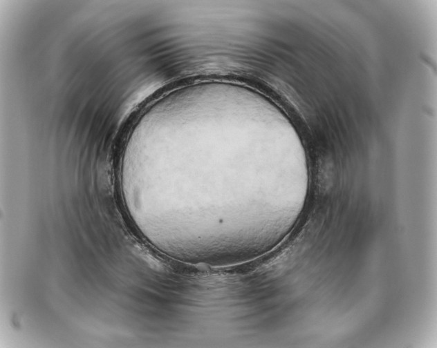 X0000096221018200802011338