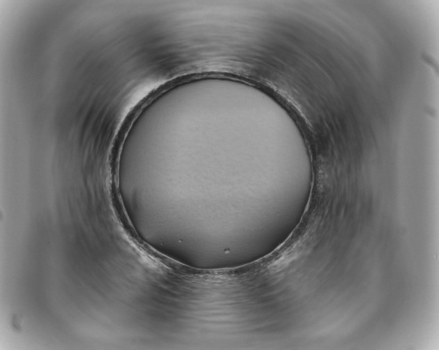 X0000096221024200802011338