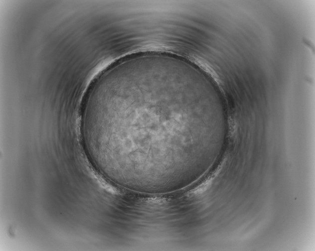 X0000096221029200802011338