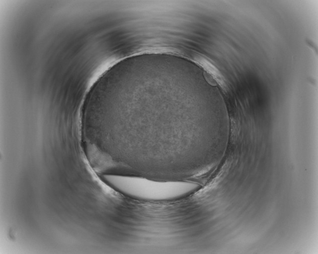 X0000096221046200802011339