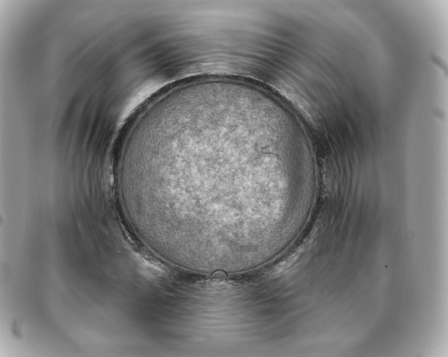 X0000096221070200802011338