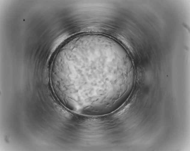 X0000096221075200802011338