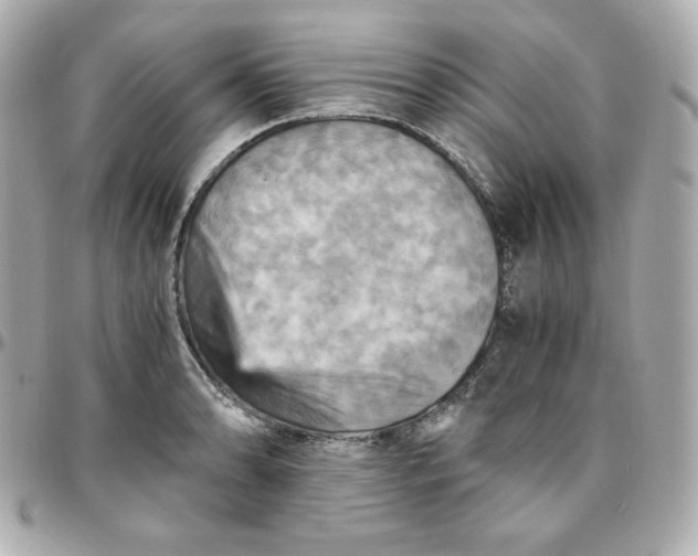 X0000096221086200802011338