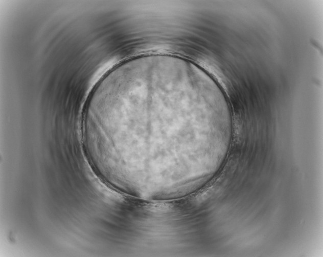 X0000096221090200802011338