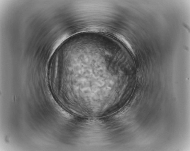 X0000096221091200802011338