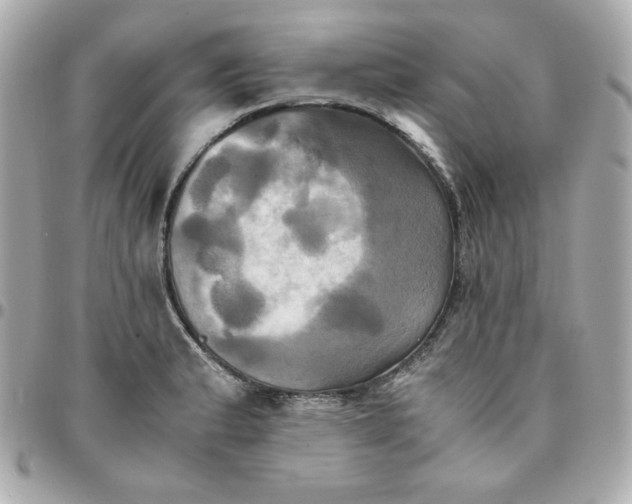 X0000096221183200802011336