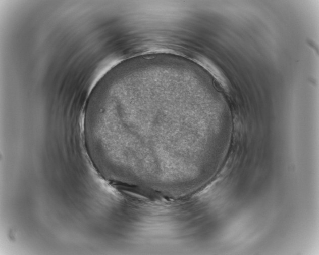 X0000096221198200802011336