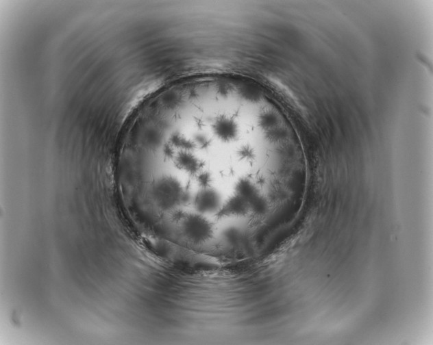 X0000096221218200802011335