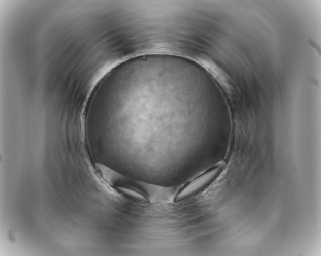 X0000096221238200802011336