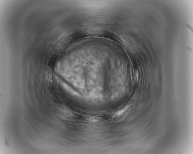 X0000096221251200802011335