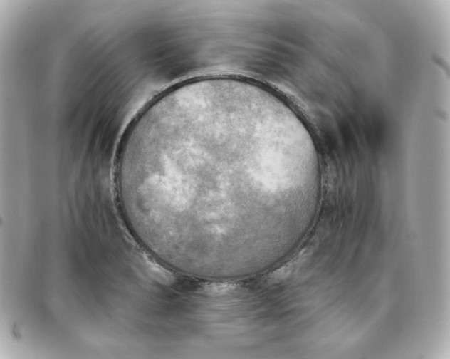 X0000096221278200802011335