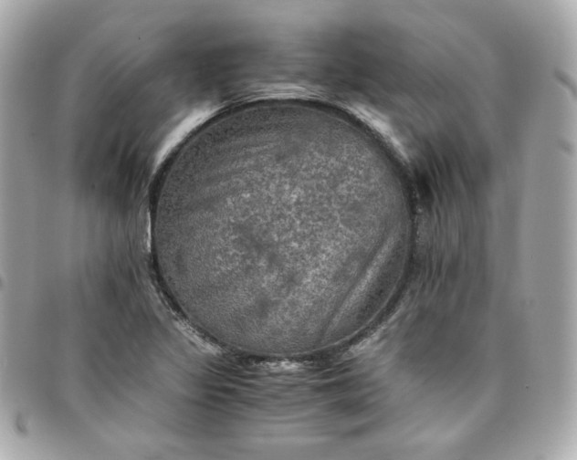 X0000096221317200802011334